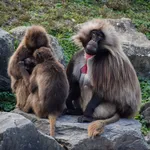 Gelada