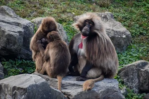 Gelada