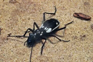 Anthia cinctipennis