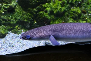 Australian Longfin Eel