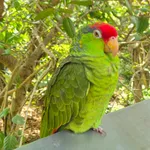 Red-crowned Amazon