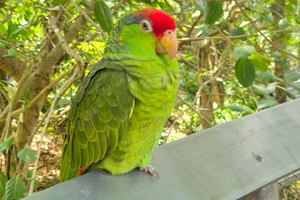 Groenwangamazone