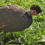Eastern Crested Guineafowl