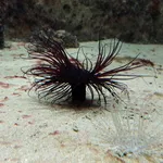 cylinder anemone