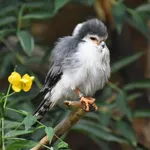 African Pygmy-falcon