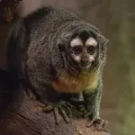 Bolivian Night Monkey