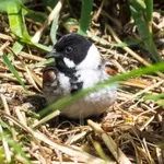 Northern Reed Bunting