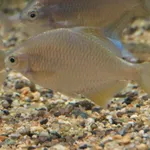 Deepbodied Bitterling