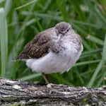 Common Sandpiper