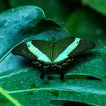 Banded Peacock