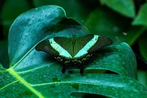 Smaragdgroene Zwaluwstaart