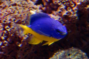 Azure Demoiselle