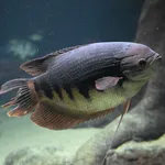 Osphronemus laticlavius