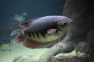 Osphronemus laticlavius