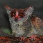 Northern Lesser Galago