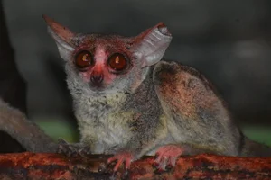 Senegalgalago