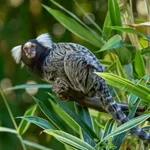 Common Marmoset