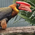 Rufous Hornbill (Northern)