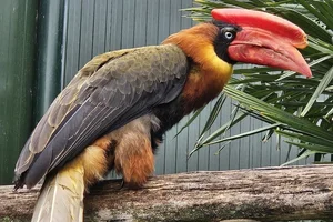 Noordelijke rosse neushoornvogel