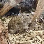 Steppe Lemming