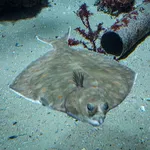 European Plaice