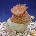 Parasitic Anemone