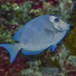 Blue Tang