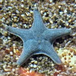 Starlet