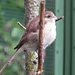 Red-backed Shrike