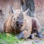 Black Rhino