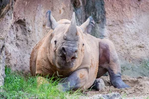 Zwarte neushoorn