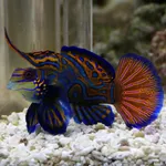 Mandarinfish