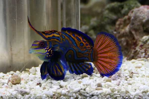 Blauwe mandarijnpitvis