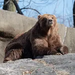 Brown Bear