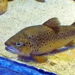 Amu-darya Trout