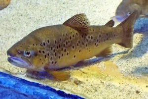 Atlantische forel