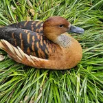 Fulvous Whistling Duck