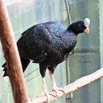 Helmeted Curassow