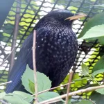 Blue Whistling-thrush