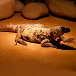 Piebald Chuckwalla