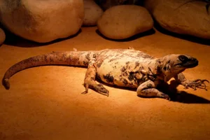 San Esteban chuckwalla