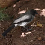 Common Bulbul