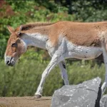 Eastern Kiang