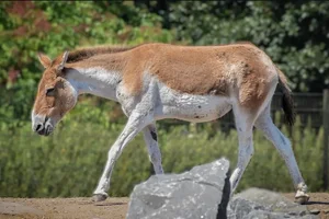 Eastern Kiang