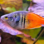 Boeseman's Rainbowfish