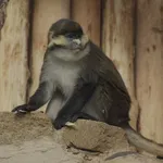 Red-tailed Monkey