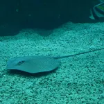 Honeycomb Whipray