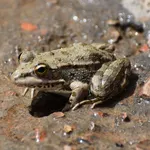 North African Green Frog
