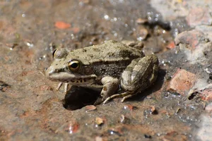 Sahara frog
