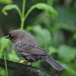 Blue-black Grassquit